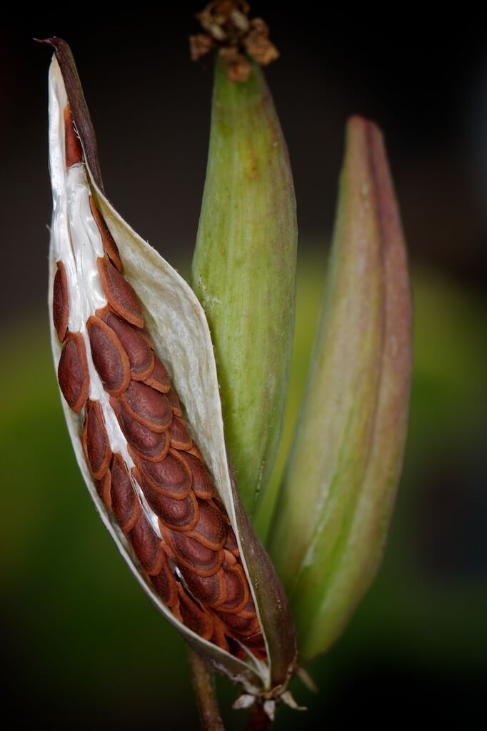 Asclepias curassavica